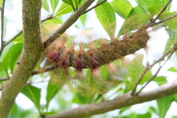 Hairy caterpillar closeup on green leaf