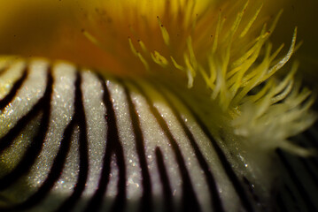 close up of kiwi