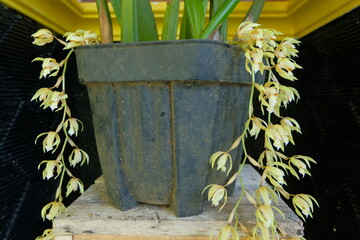 Coelogyne rochussenii is a captivating species of orchid renowned for its delicate beauty and...