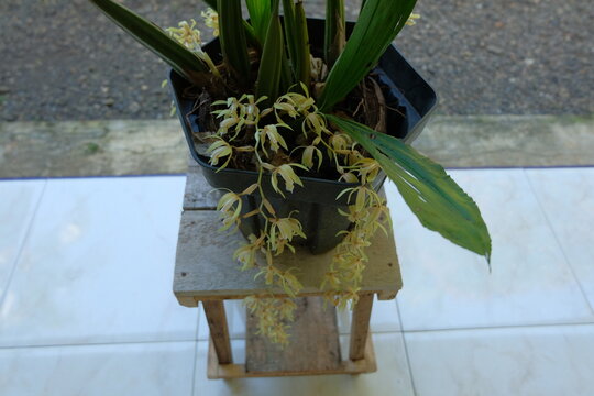 Coelogyne rochussenii is a captivating species of orchid renowned for its delicate beauty and unique characteristics