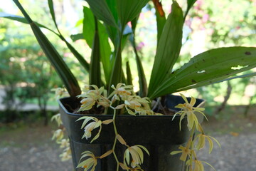Coelogyne rochussenii is a captivating species of orchid renowned for its delicate beauty and...