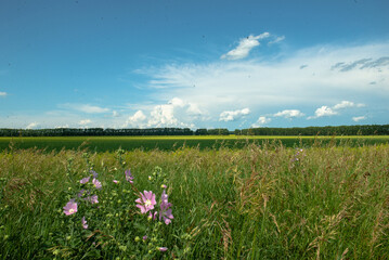 field of flowers