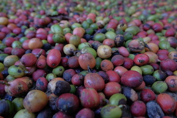 close-up view of freshly harvested coffee cherries in various stages of ripeness
