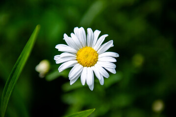 Obraz premium white daisy flower