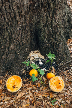 Offerings at Tree in Congo Square New Orleans