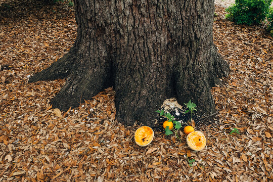 Offerings by Tree in Congo Square New Orleans