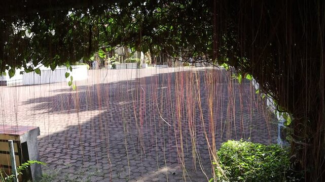 Hanging roots of ornamental climbing plants move slowly blown by the wind