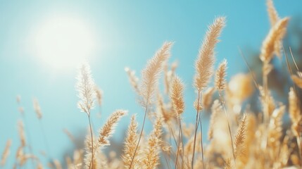 Fototapeta premium Sunny day with golden grass, and blue sky.