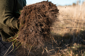 woman in agriculture looking at a soil sample. girl on a farm looking at plant roots