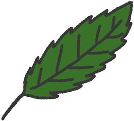 밤나무 잎 손그림 일러스트