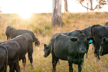 Herd of fat Cows in long grass in a field with pasture in summer