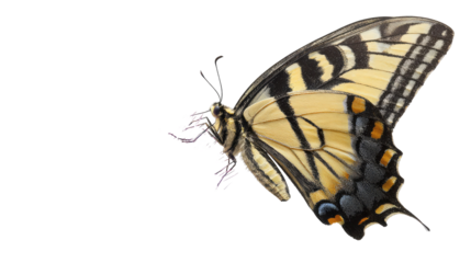 Western Tiger Swallowtail Butterfly Papilio Rutulus with Transparent Background

