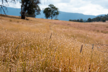 long native grasses on a regenerative agricultural farm. pasture in a grassland in the bush in...