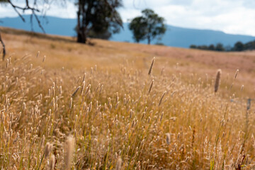long native grasses on a regenerative agricultural farm. pasture in a grassland in the bush in...