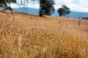 long native grasses on a regenerative agricultural farm. pasture in a grassland in the bush in...