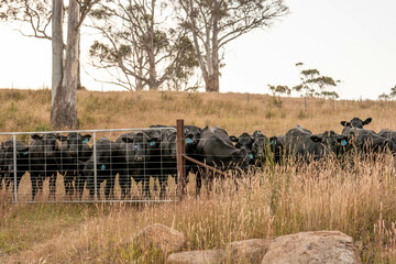 long native grasses on a regenerative agricultural farm. pasture in a grassland in the bush in...