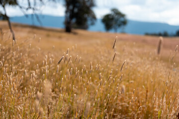 long native grasses on a regenerative agricultural farm. pasture in a grassland in the bush in...