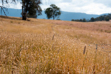 long native grasses on a regenerative agricultural farm. pasture in a grassland in the bush in...