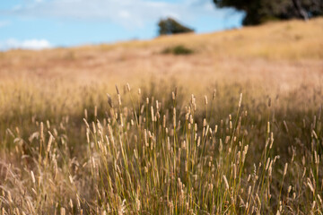 long native grasses on a regenerative agricultural farm. pasture in a grassland in the bush in...