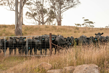 long native grasses on a regenerative agricultural farm. pasture in a grassland in the bush in...
