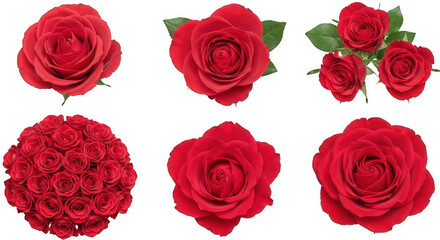 Red roses bouquet and single rose flowers isolated on transparent PNG background for floral design, decoration, and greeting cards