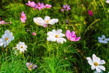 Obraz premium Field of Pink cosmos flowers blooming in garden,wild pink cosmos flowers in spring day,autumn season,view of the various cosmos flowers,Selective focus.