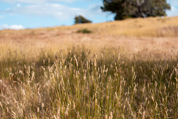 long native grasses on a regenerative agricultural farm. pasture in a grassland in the bush in...