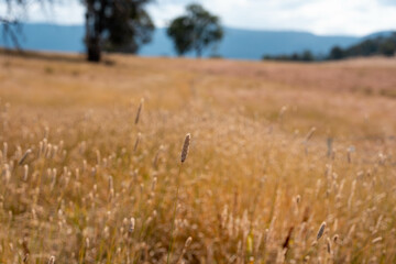 long native grasses on a regenerative agricultural farm. pasture in a grassland in the bush in...