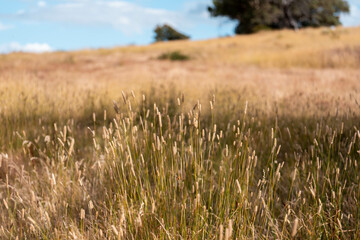 long native grasses on a regenerative agricultural farm. pasture in a grassland in the bush in...