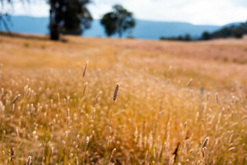 long native grasses on a regenerative agricultural farm. pasture in a grassland in the bush in...