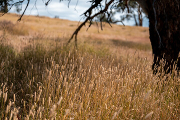 long native grasses on a regenerative agricultural farm. pasture in a grassland in the bush in...
