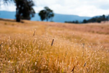 long native grasses on a regenerative agricultural farm. pasture in a grassland in the bush in...