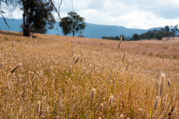 long native grasses on a regenerative agricultural farm. pasture in a grassland in the bush in...