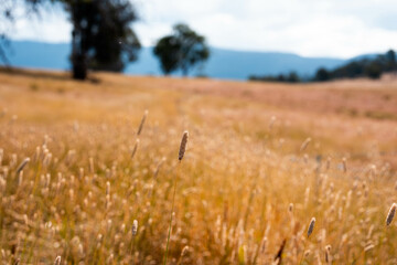 long native grasses on a regenerative agricultural farm. pasture in a grassland in the bush in...