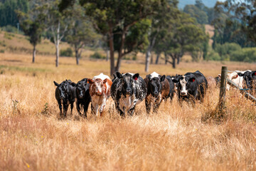 Herd of fat Cows in long grass in a field with pasture in summer