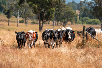 Herd of fat Cows in long grass in a field with pasture in summer