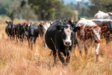 Herd of fat Cows in long grass in a field with pasture in summer