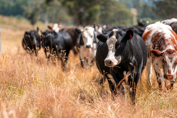 Herd of fat Cows in long grass in a field with pasture in summer