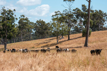 Herd of fat Cows in long grass in a field with pasture in summer