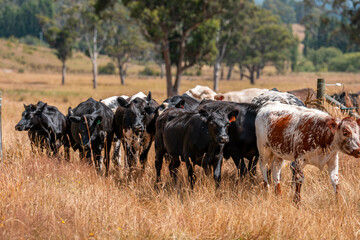 Herd of fat Cows in long grass in a field with pasture in summer