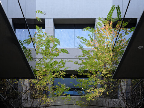 Nature meets architecture in a modern urban setting