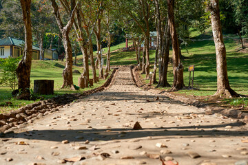 Obraz premium Pathway lined with trees leads through lush green park on a sunny day