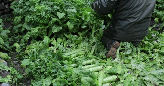 Chinese farmer harvesting green stem lettuce crops in the field, Sichuan province, China