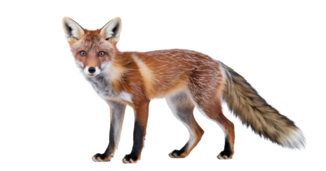 red fox isolated on transparent background, vector illustration