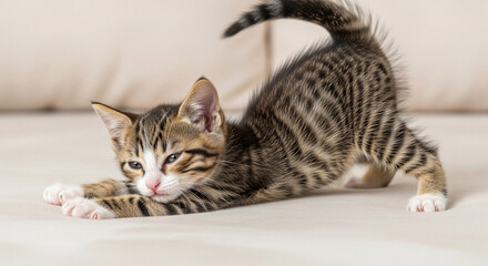 Kitten yawning, close-up portrait.