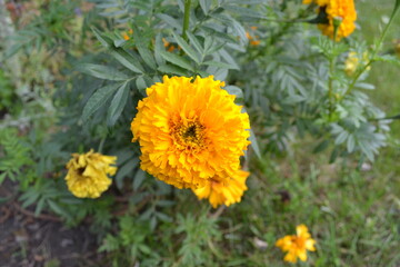 yellow flowers in the garden