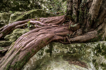 Large roots of an old tree on the rocks.
