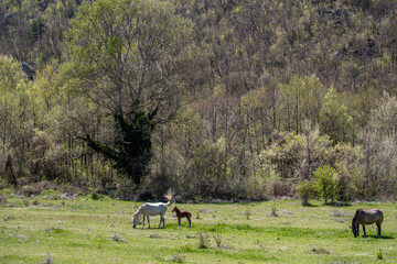 Horses graze on the grass near the forest on a summer day.