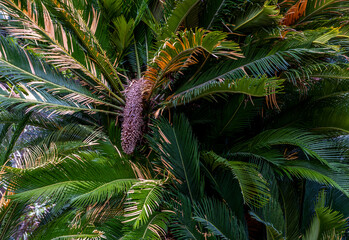 Cycas sago palm encephalartos wood close-up.