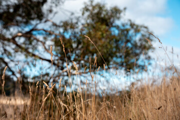long native grasses on a regenerative agricultural farm. pasture in a grassland in the bush in...
